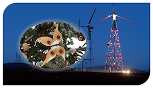 wind mills and flowers